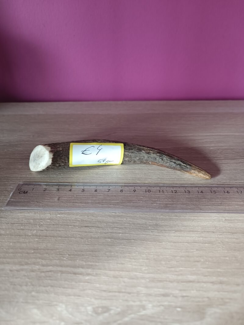 Klein hertengewei 54gr