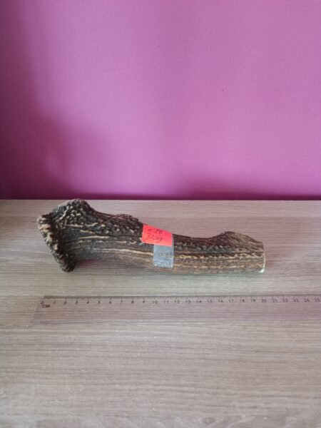 Hertengewei met kroon 320gr