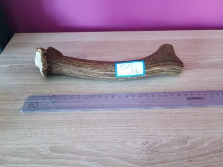 Hertengewei met kroon 263gr