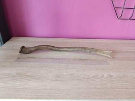 Damhert Hertengewei 33cm