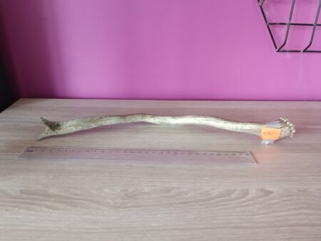 Damhert Hertengewei 35cm