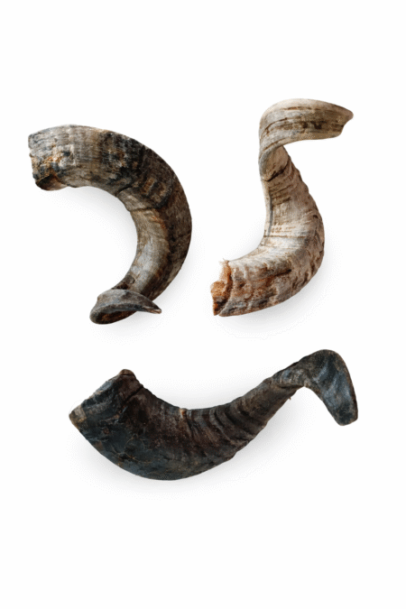 Geitenhoorn ( per stuk)